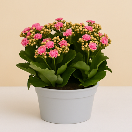 Kit de 4 Kalanchoes Rosa