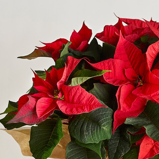Poinsettia rojo