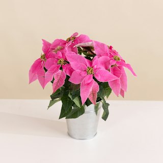 Mini Poinsettia Rosa