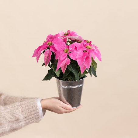 Mini Poinsettia Rosa