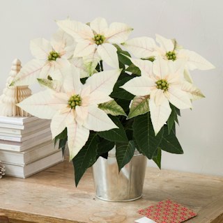 Poinsettia blanca