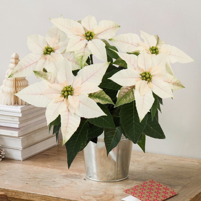 Poinsettia blanca