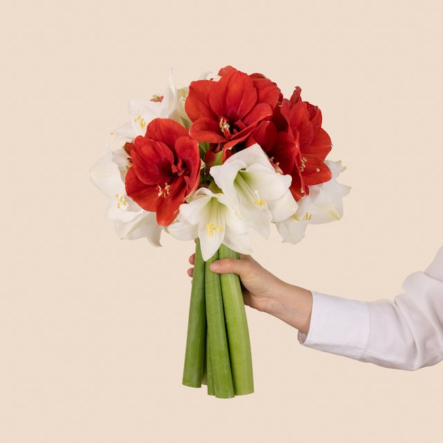 Ramo de Amaryllis rojo y blanco