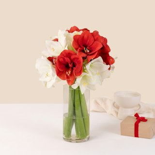 Ramo de Amaryllis rojo y blanco