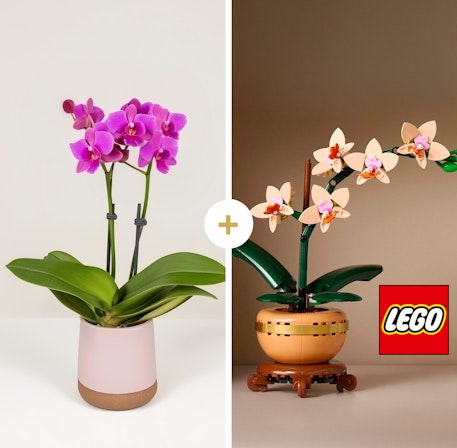 1750959075-1202857-2025