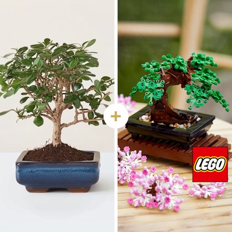 Dúo Zen LEGO®