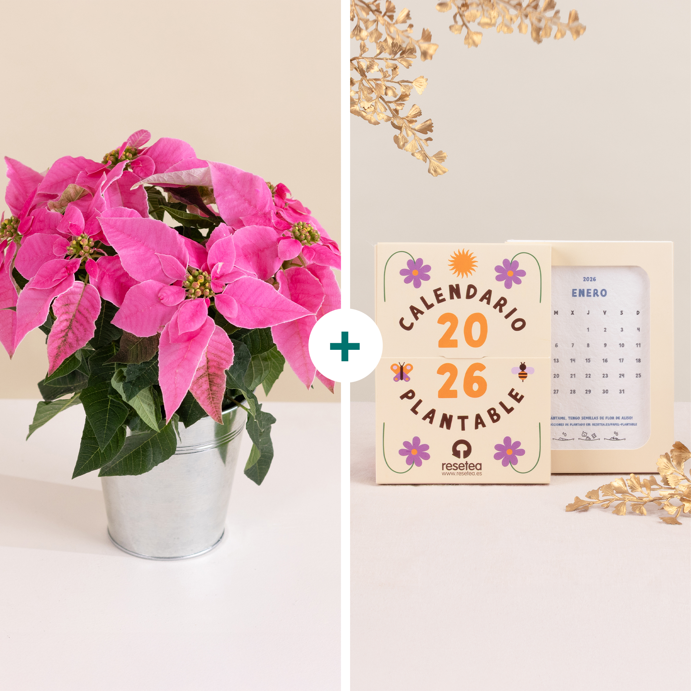 Raíces de año nuevo