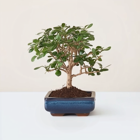 Bonsai Olmo Carmona - 5 años