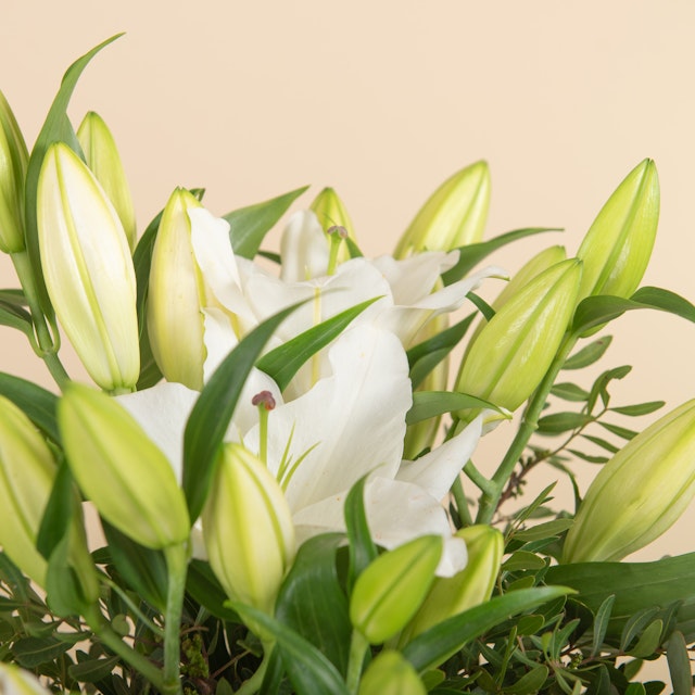 Liliums Blancos