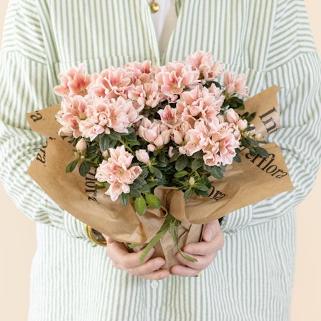 Azalea Rosa