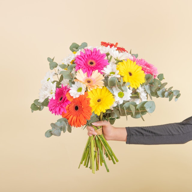 Gerberas y Margaritas