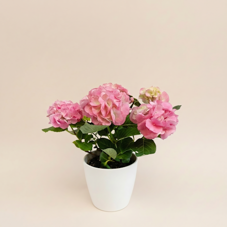Hortensia Rosa