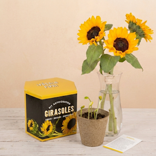 Dúo de girasoles