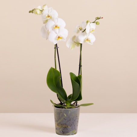 Orquídea Blanca