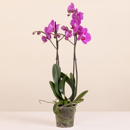 Orquídea Rosa