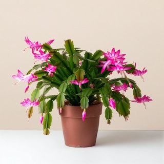 Natalina-Schlumbergera