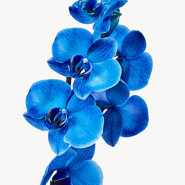 Orquidea Azul