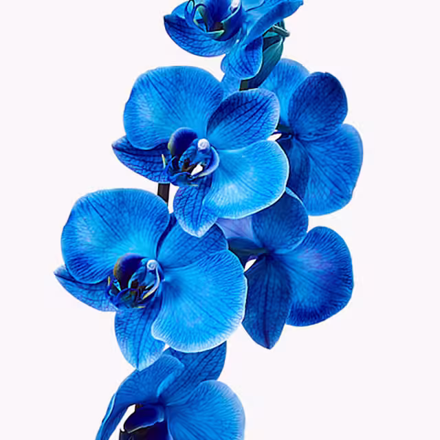 Orquidea Azul