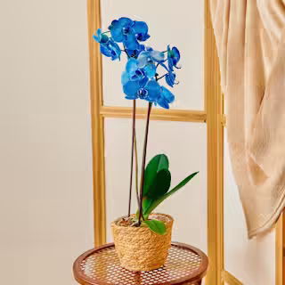 Orquidea Azul