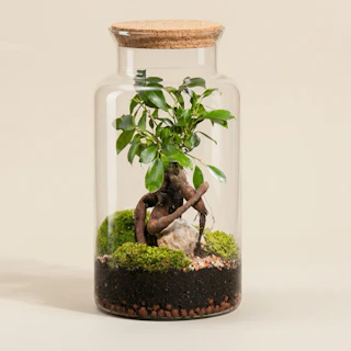 Terrario Ficus Ginseng