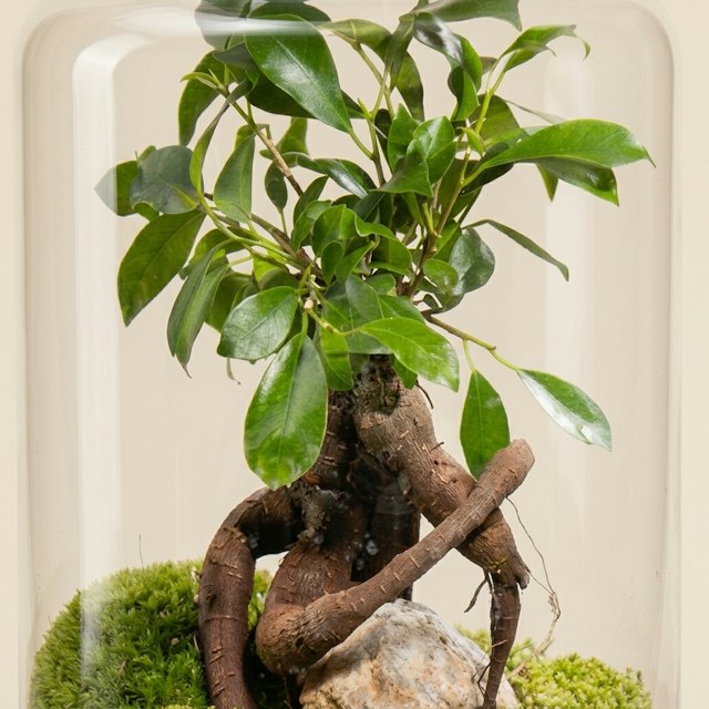Terrario Ficus Ginseng