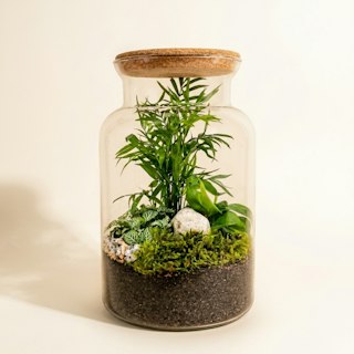 Terrario Chamaedorea