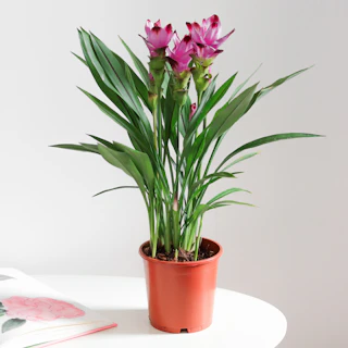 Curcuma
