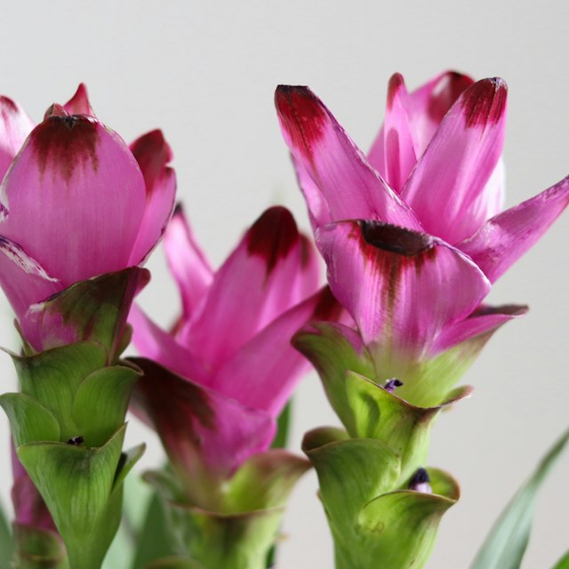 Curcuma