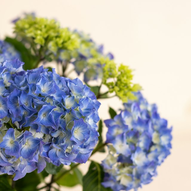 Hortensia Azul