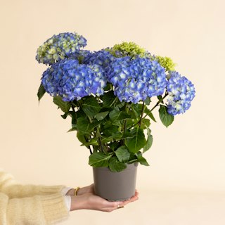 Hortensia Azul