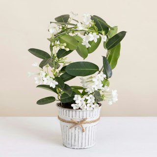 Stephanotis