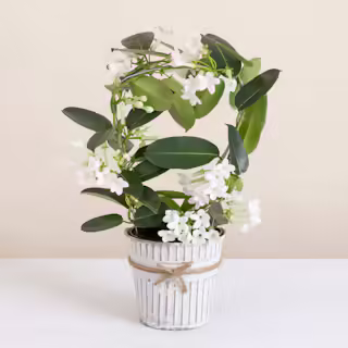 Stephanotis