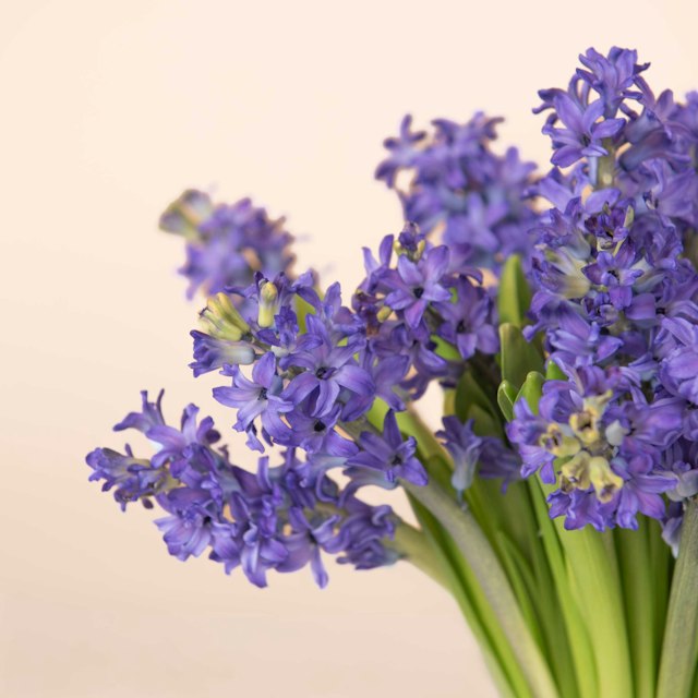 Jacintos Azules