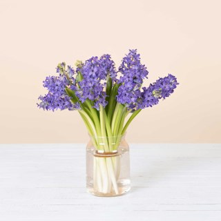 Jacintos Azules
